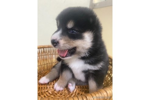 成約済の静岡県の柴犬-254926の3枚目